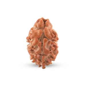 Aastha Support 2 Mukhi Nepali Rudraksha (Certified) | For Relationship Harmony & Shiva Shakti Balance