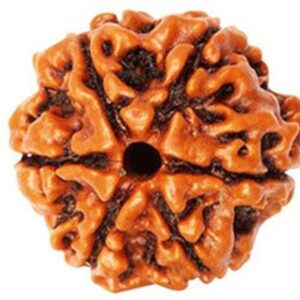Aastha Support 6 Mukhi Nepali Rudraksha | For Confidence, Career Growth & Discipline