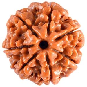 Aastha Support 7 Mukhi Nepali Rudraksha | For Wealth, Prosperity & Financial Stability
