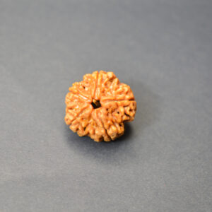 Aastha Support 5 Mukhi Nepali Rudraksha (Original) | For Peace, Health & Daily Wear Panchmukhi Bead
