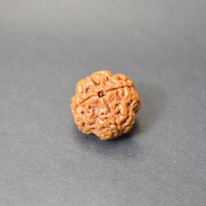 Aastha Support 4 Mukhi Nepali Rudraksha | For Knowledge, Memory & Intelligence (Brahma Blessings)