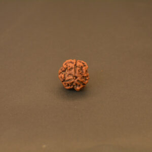 Aastha Support 3 Mukhi Nepali Rudraksha | For Confidence, Energy & Past Karma Healing